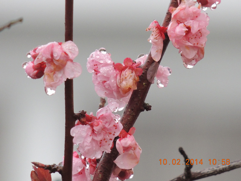 flowers 2014 115_.jpg