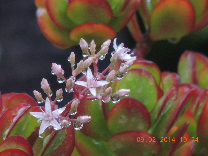 flowers 2014 061_.jpg