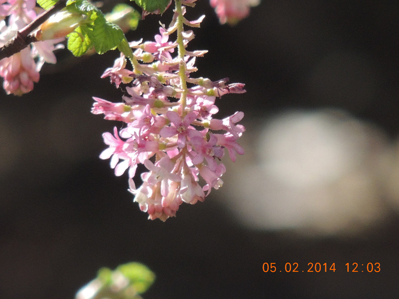 flowers 2014 025_.jpg