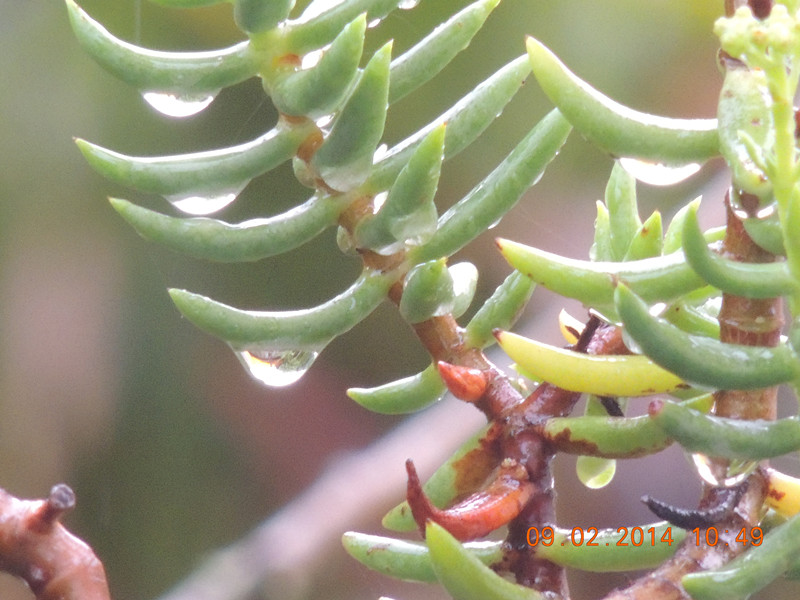 flowers 2014 054_.jpg