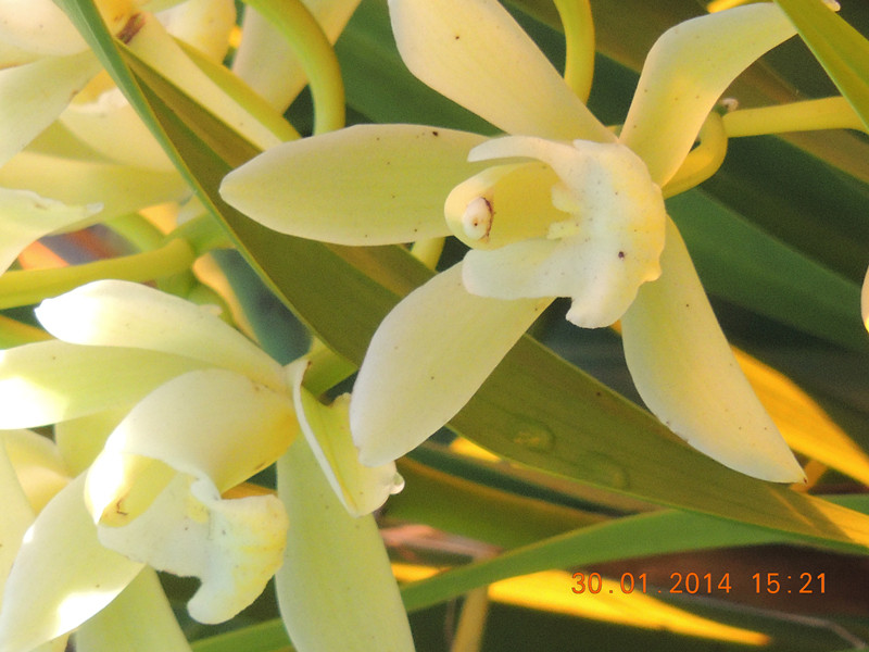 flower #2 1115_.jpg