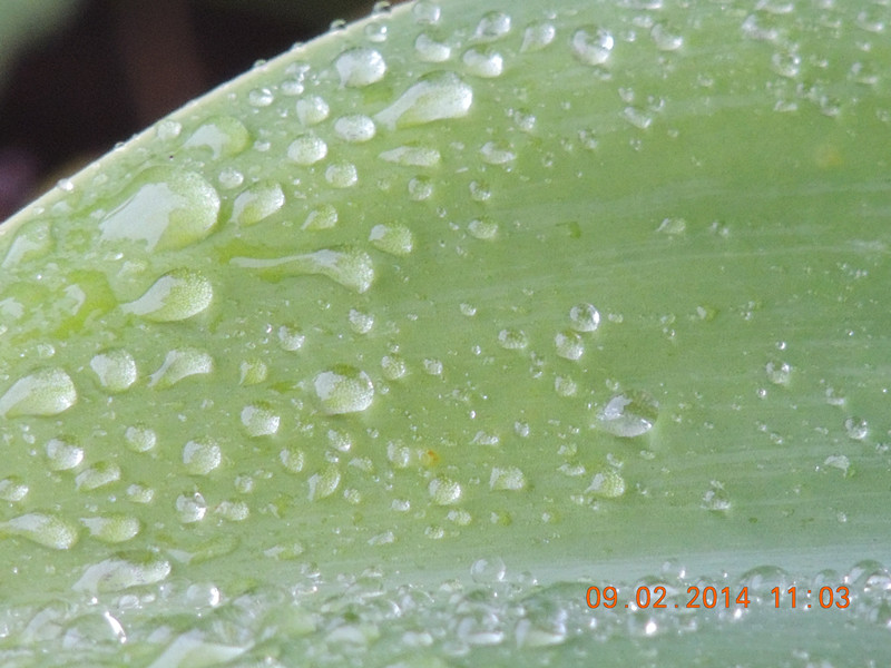 flowers 2014 076_.jpg