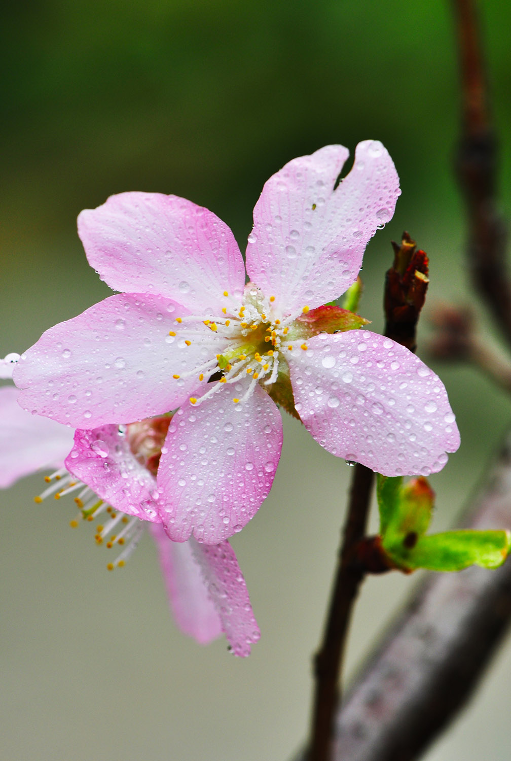 DSC_02215.jpg