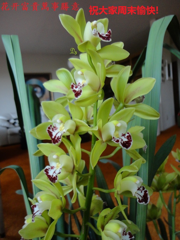 DSC08295-dz-3.jpg