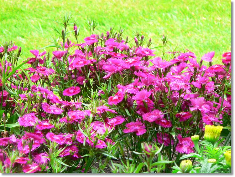 Flower 16-01-14 428.jpg