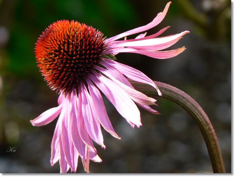 Flower 01-02-14 239.jpg
