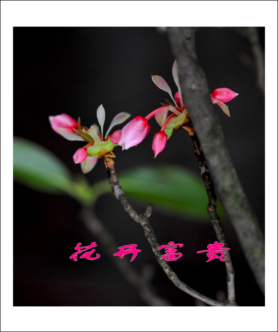 DSC_0002_conew1.jpg
