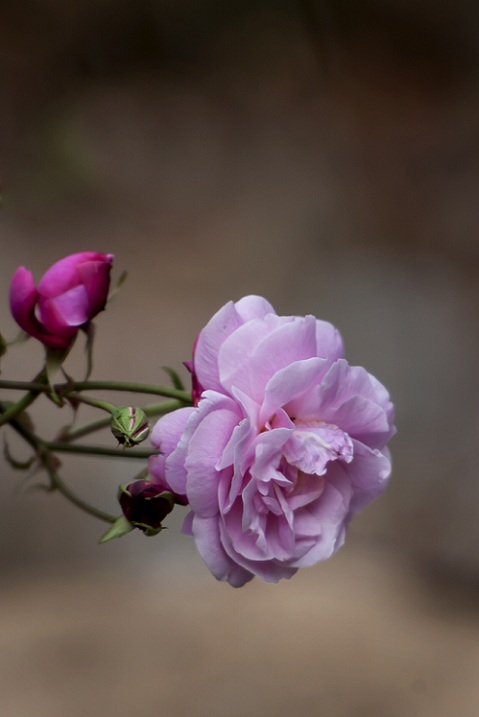 DSC_3328.jpg