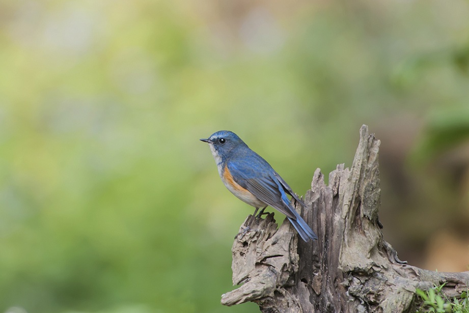 DSC_1111.jpg