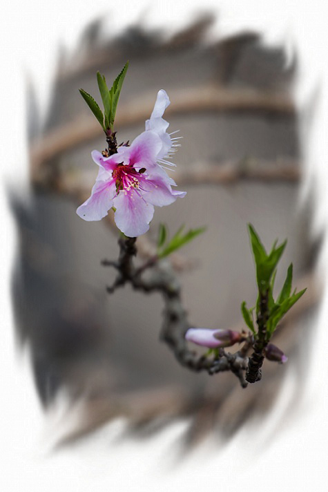 DSC_2721_conew1.jpg
