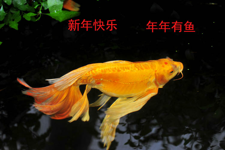 DSC_7397.jpg