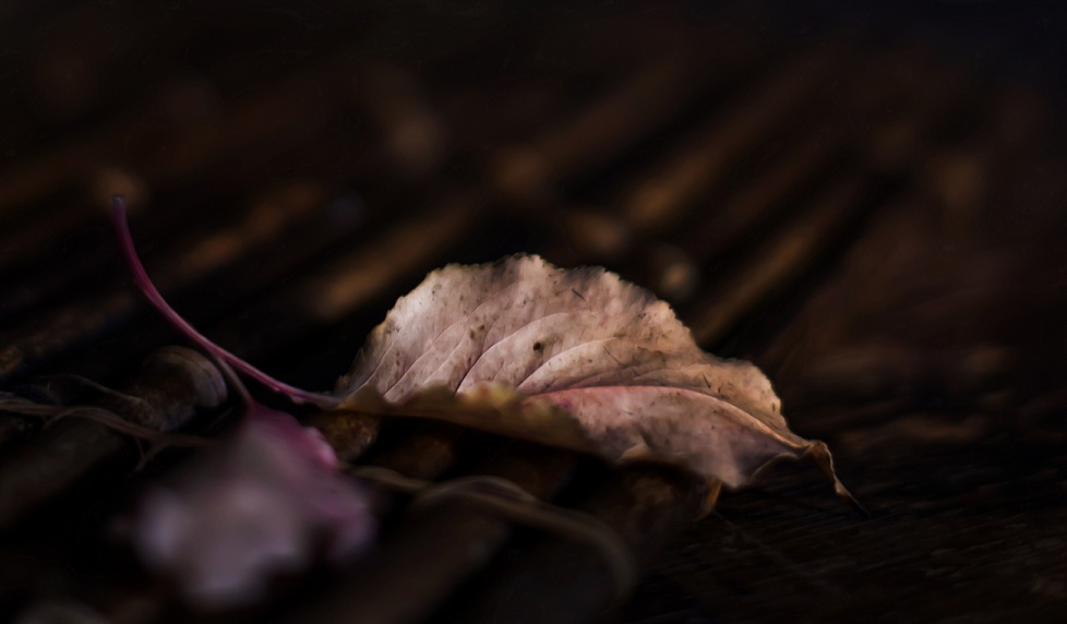 2_1897_91edd5d12624f71 (2).jpg