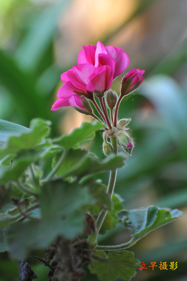 DSC_2423.JPG
