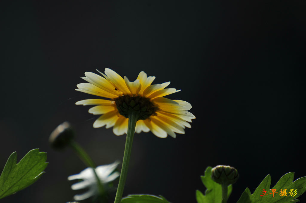 DSC_2372.JPG