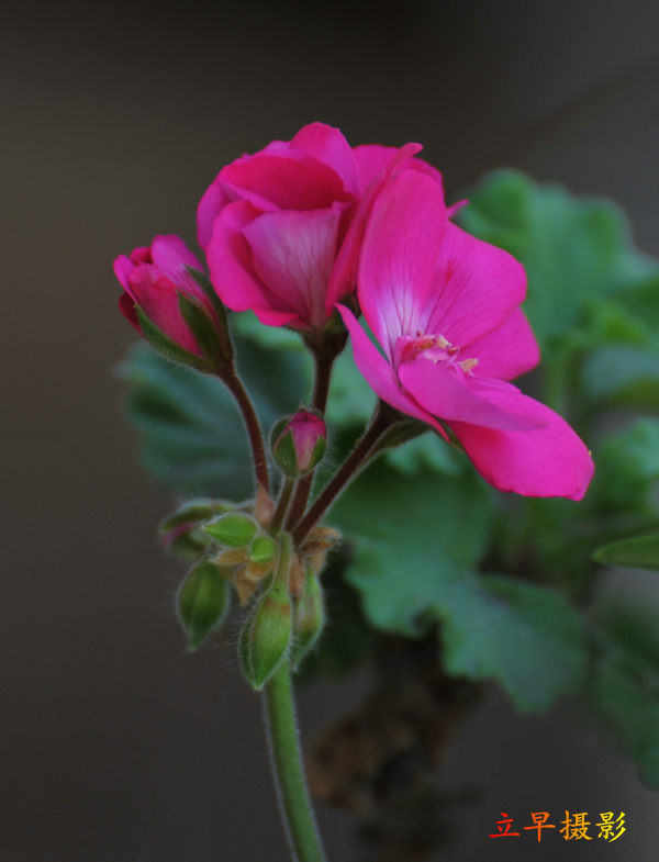 DSC_2412.JPG