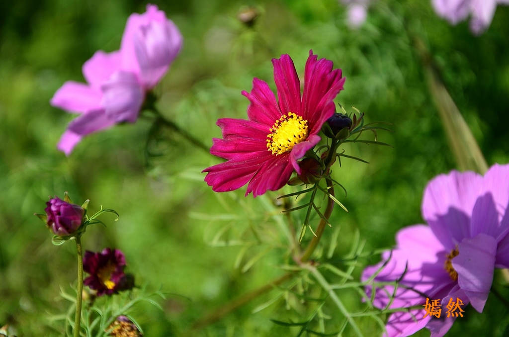 DSC_0242.JPG