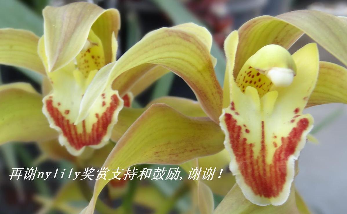 лnylilyֺ֧͹лл.JPG