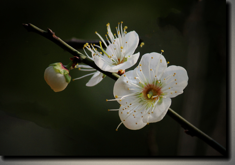IMG_3766_a__.jpg