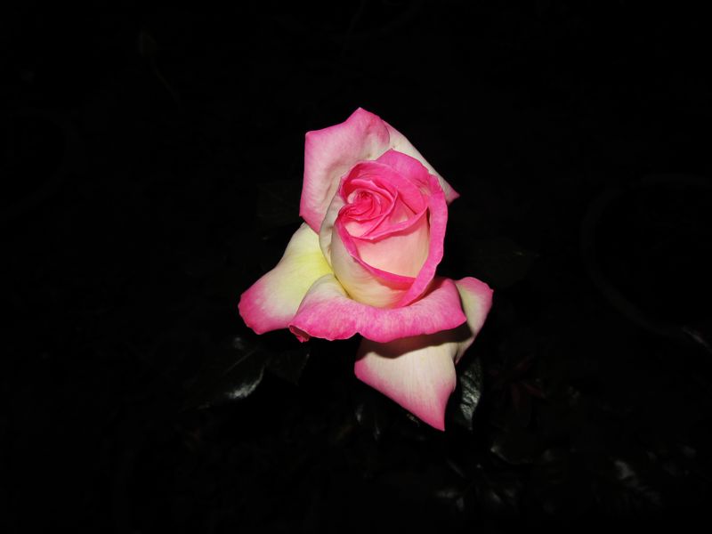 IMG_1047.jpg