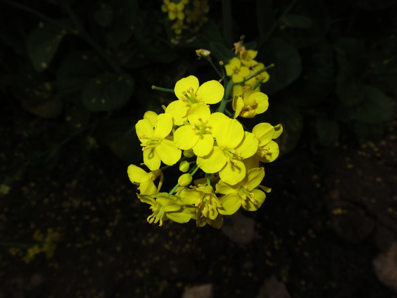 IMG_1277.jpg