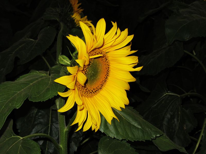 IMG_1036.jpg