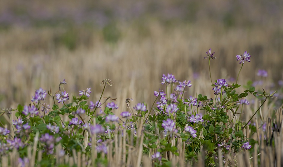DSC_3998.jpg