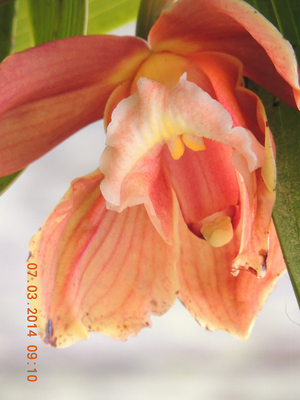 flowers 2014 326_ת_.jpg