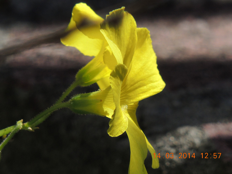 flowers 2014 425_.jpg
