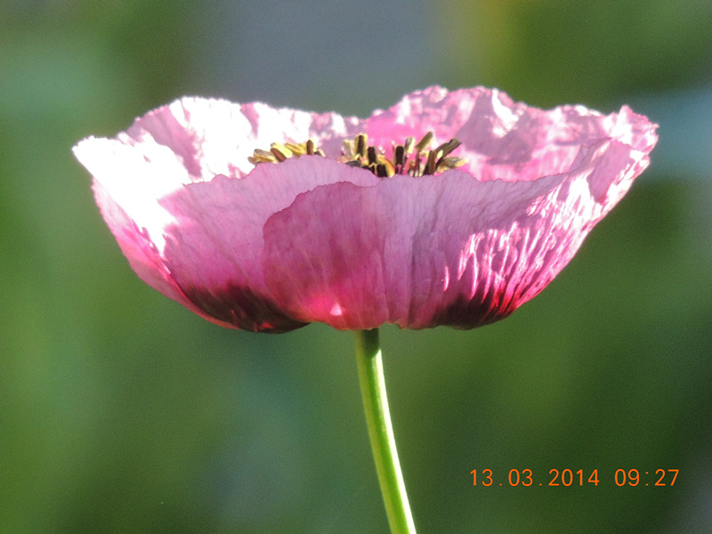 flowers 2014 381_.jpg