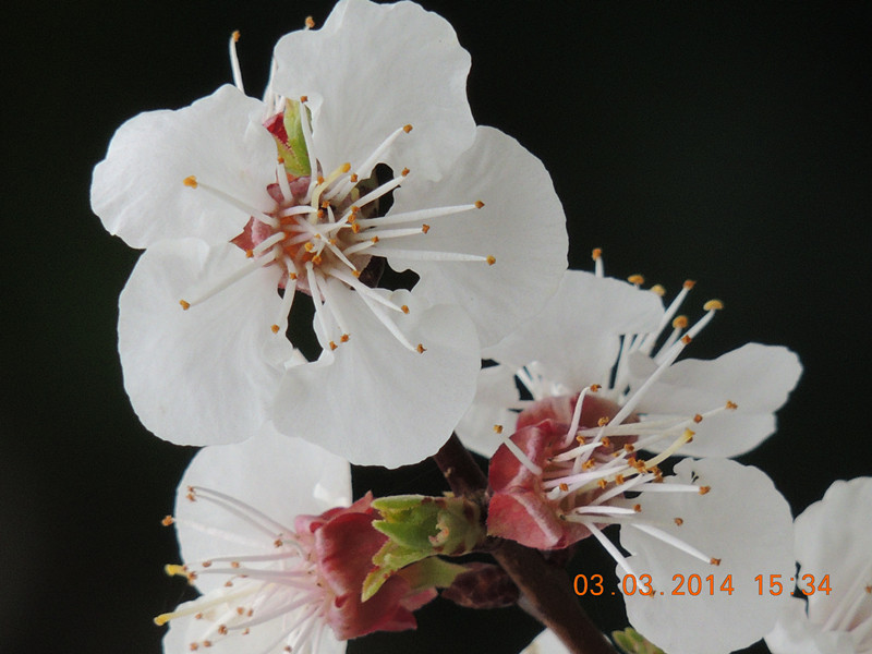 flowers 2014 285_.jpg