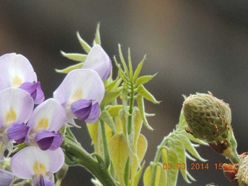 flowers 2014 291_.jpg