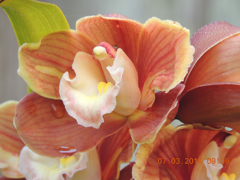 flowers 2014 323_.jpg