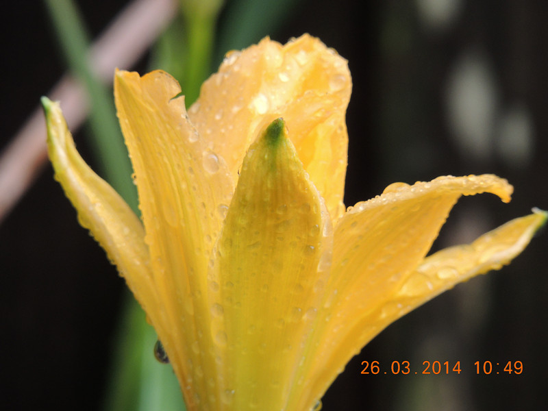 flowers 2014 684_.jpg