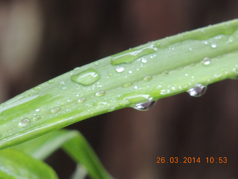 flowers 2014 692_.jpg