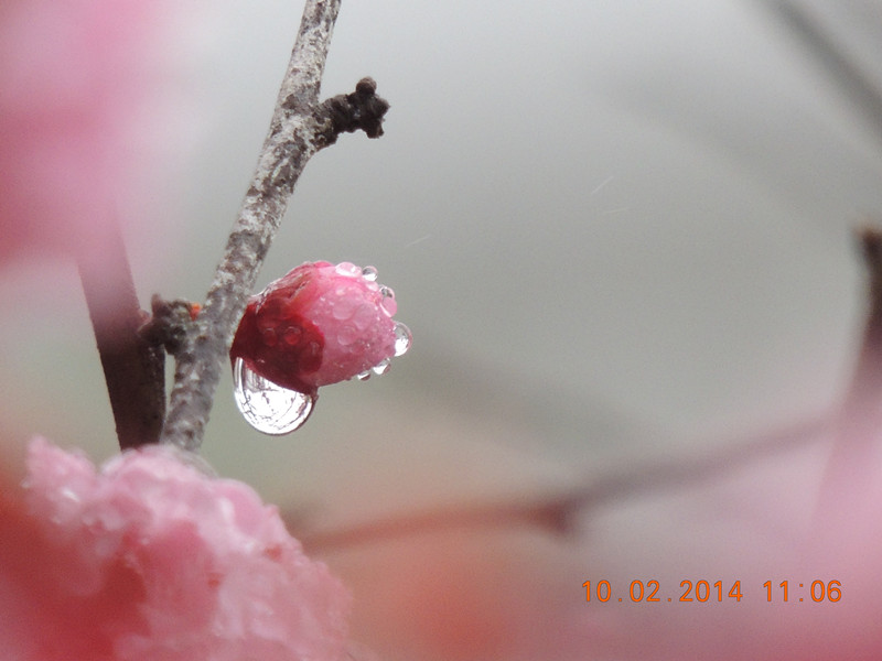 flowers 2014 136_.jpg