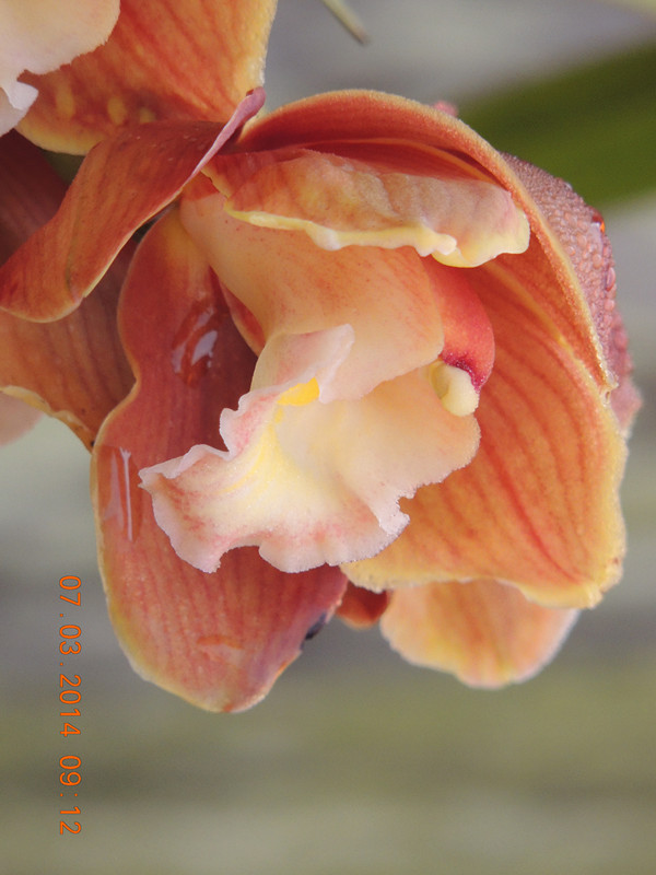 flowers 2014 329_ת_.jpg
