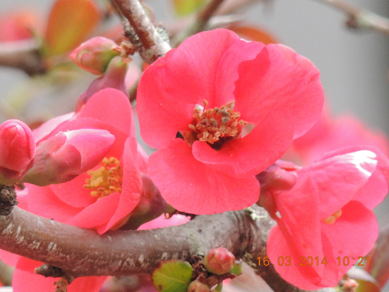 flowers 2014 449_.jpg