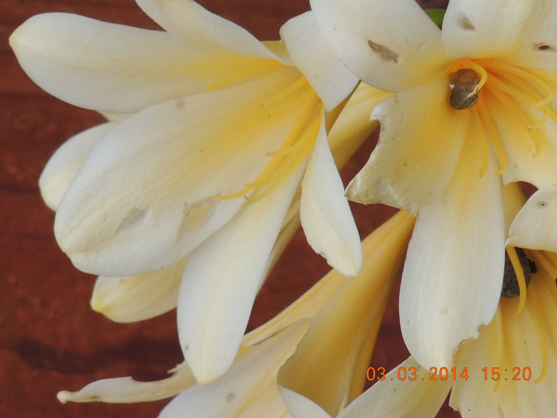 flowers 2014 257_.jpg