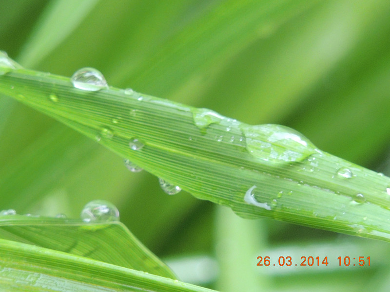 flowers 2014 689_.jpg