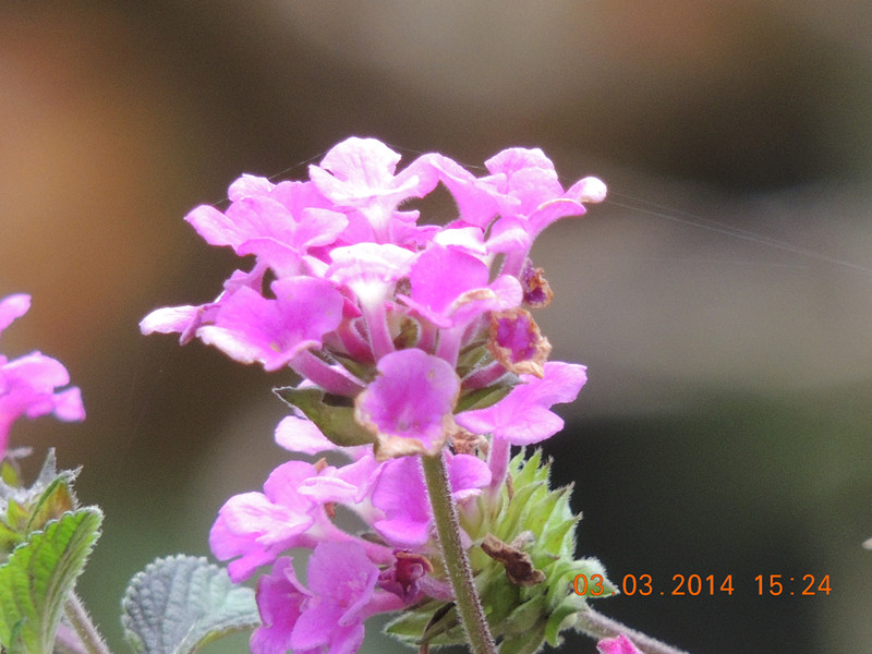 flowers 2014 269_.jpg