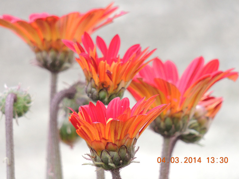 flowers 2014 321_.jpg