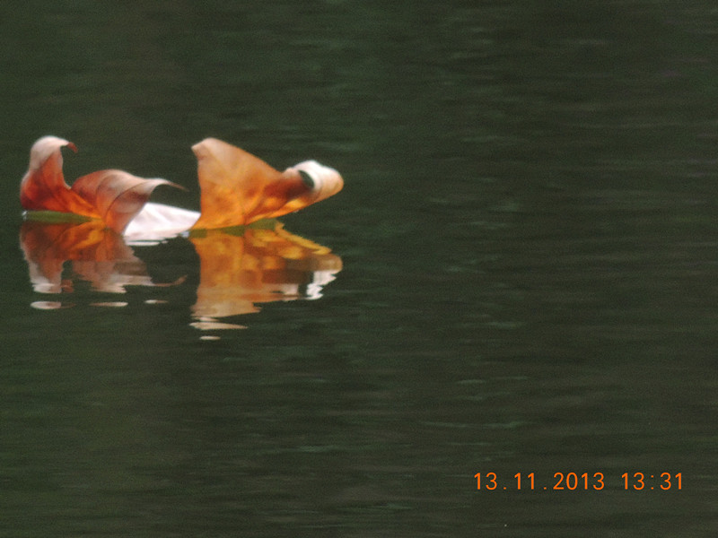 Golden gate park 1028_.jpg