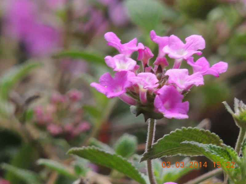 flowers 2014 262_.jpg
