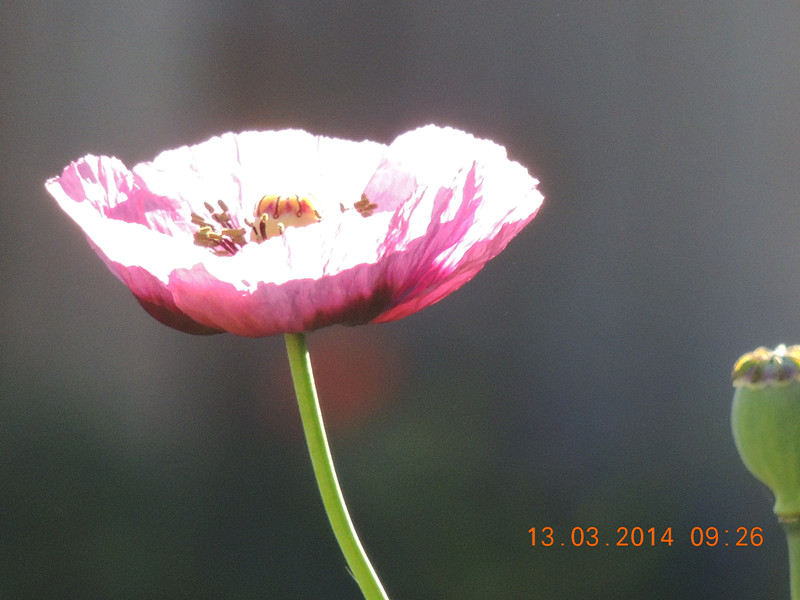flowers 2014 374_.jpg