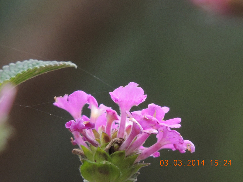 flowers 2014 270_.jpg