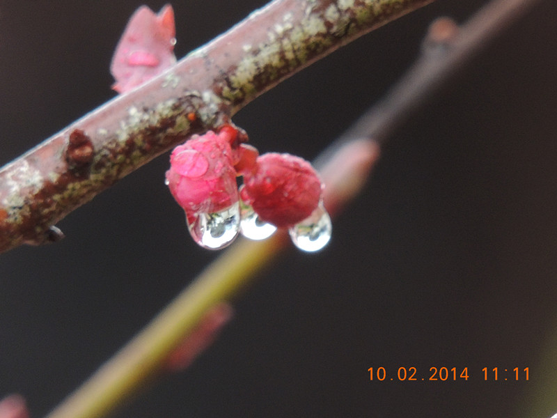 flowers 2014 142_.jpg