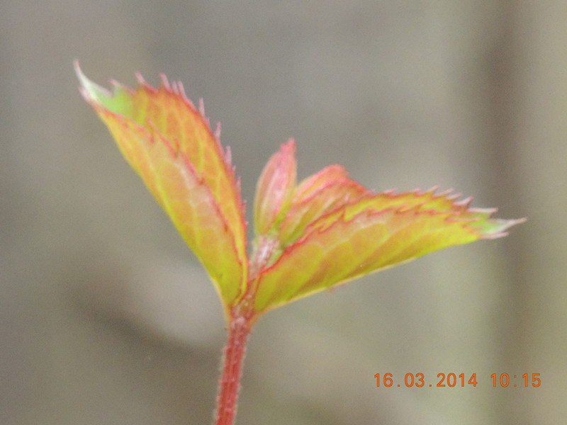 flowers 2014 438_.jpg