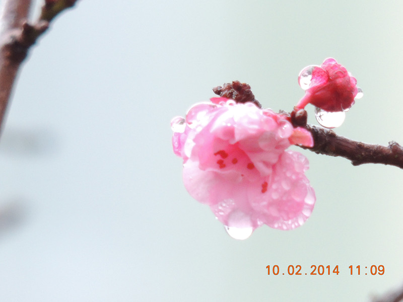 flowers 2014 140_.jpg