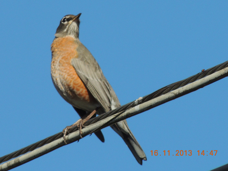 bird 442_.jpg