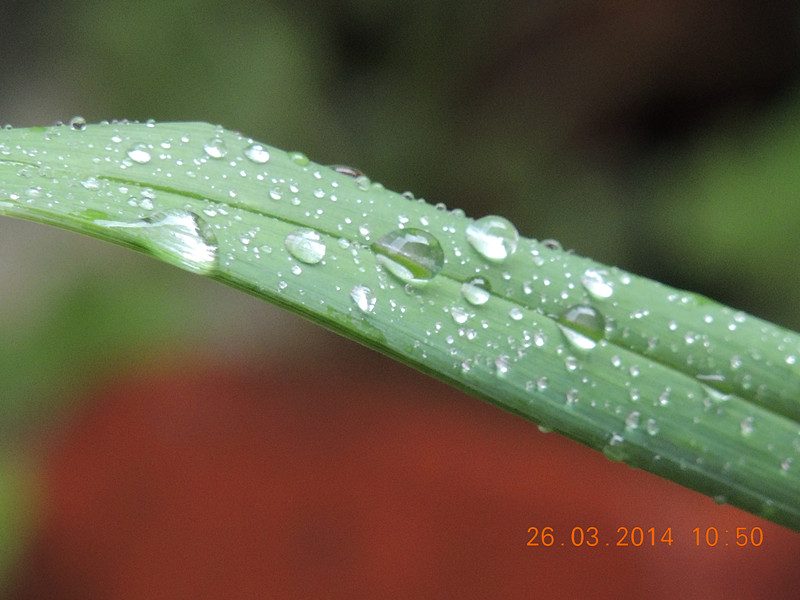 flowers 2014 688_.jpg